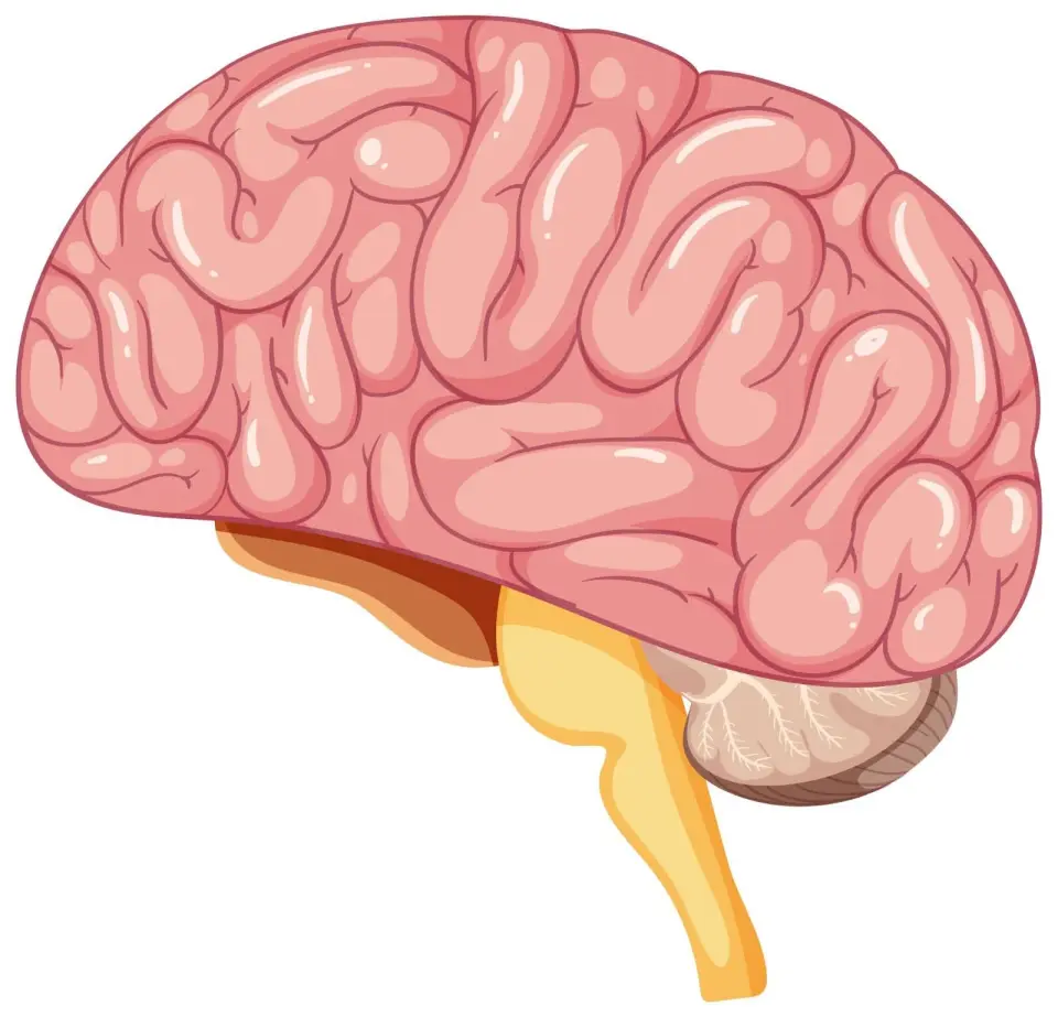 Pain at the Base of the Skull: What It Means