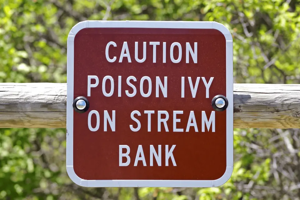 What Does a Poison Ivy Rash Look Like?