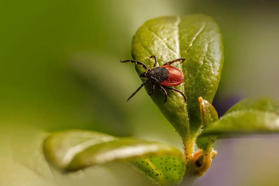 Do Ticks Jump or Fly? How Ticks Actually Find Their Hosts