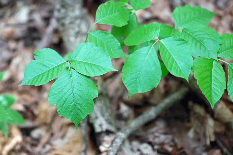 Does Poison Ivy Have Thorns? How to Identify It Before You Touch It