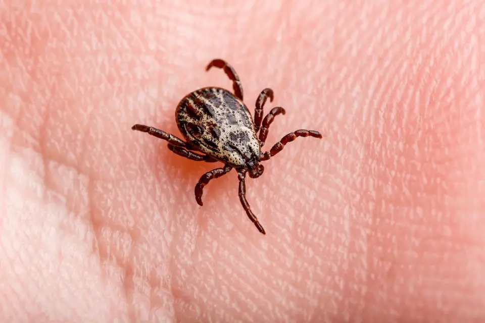 Types of Ticks in the U.S.: Which Ones to Worry About This Spring