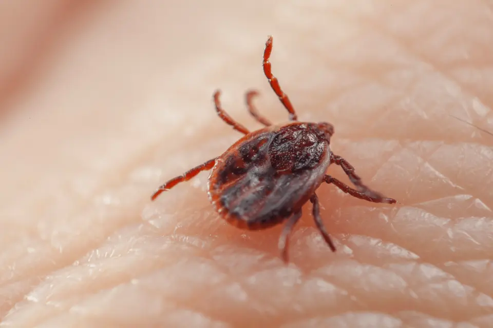 What Does a Tick Bite Look Like? Photos and Warning Signs