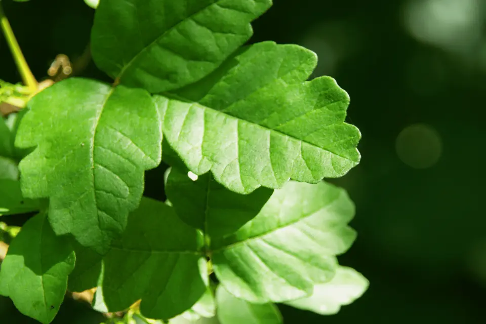What Does Poison Oak Look Like? Identifying It Before You Touch It
