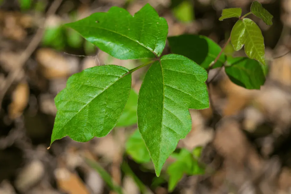 Is Poison Ivy Contagious? What Parents Need to Know About How the Rash Spreads