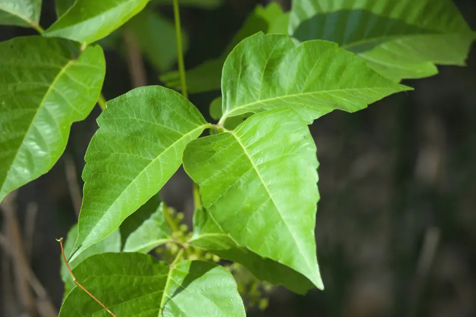 Poison Ivy Plant Identification: Leaves of Three, Let It Be