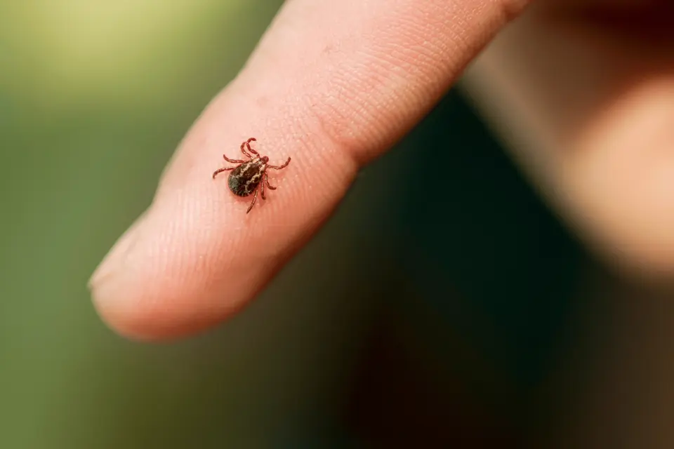 Tick Bite Symptoms: What to Watch for in the Days After a Bite