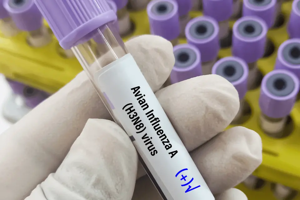 How Does Bird Flu Spread to Humans?