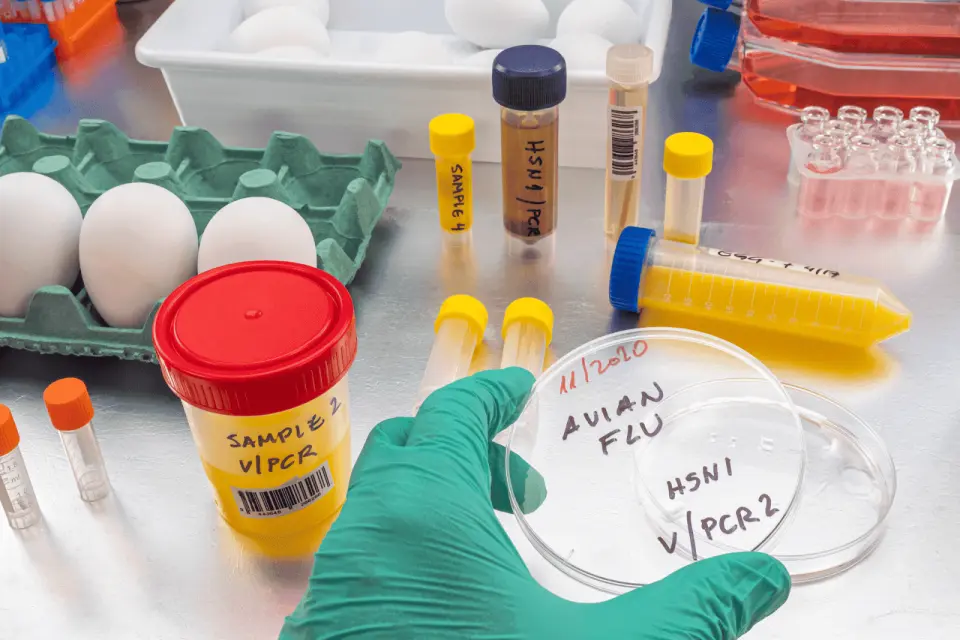 What Is Bird Flu?