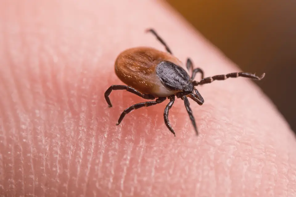 What Does a Tick Look Like? Identification Guide by Species