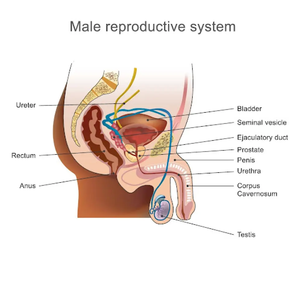 How Long Does It Take for Sperm to Replenish After Ejaculation?