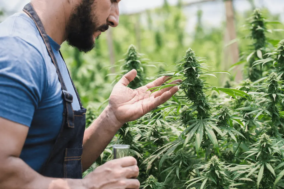 Can Smoking Weed Every Day Cause Erectile Dysfunction?