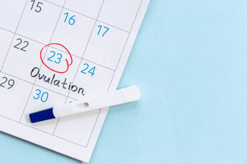 How Long Will an Ovulation Test Stay Positive?