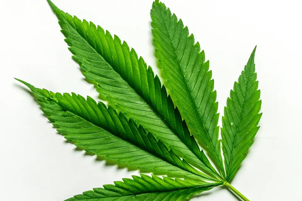Does Marijuana Lower Testosterone Levels?