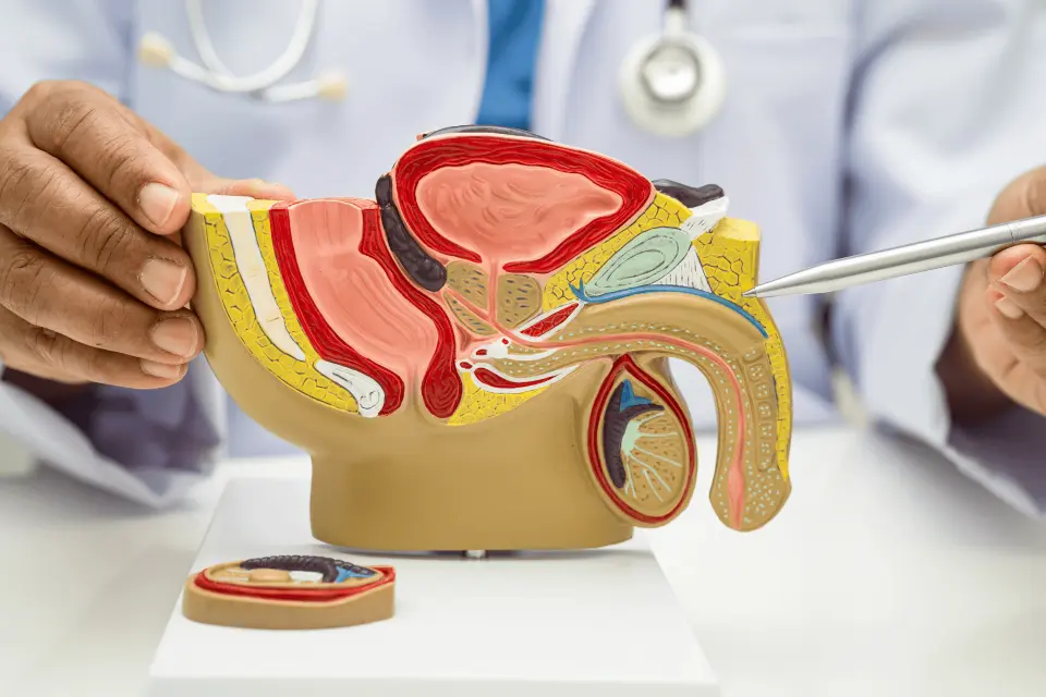 Triterpenes and Their Role in Erectile Dysfunction Treatment