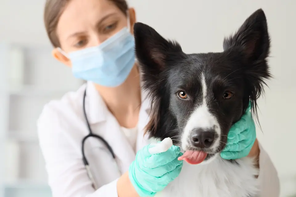 Can Dogs Get Bird Flu? What Pet Owners Should Know